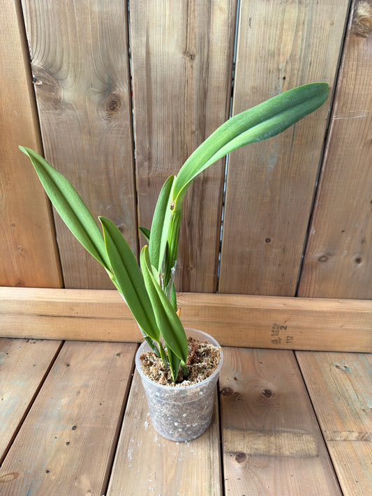 4.5" Rhycholaeliocattleya Zamora
