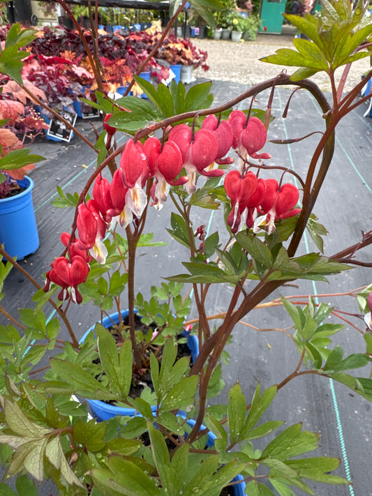 Old Fashioned Bleeding Heart ‘Valentine’
