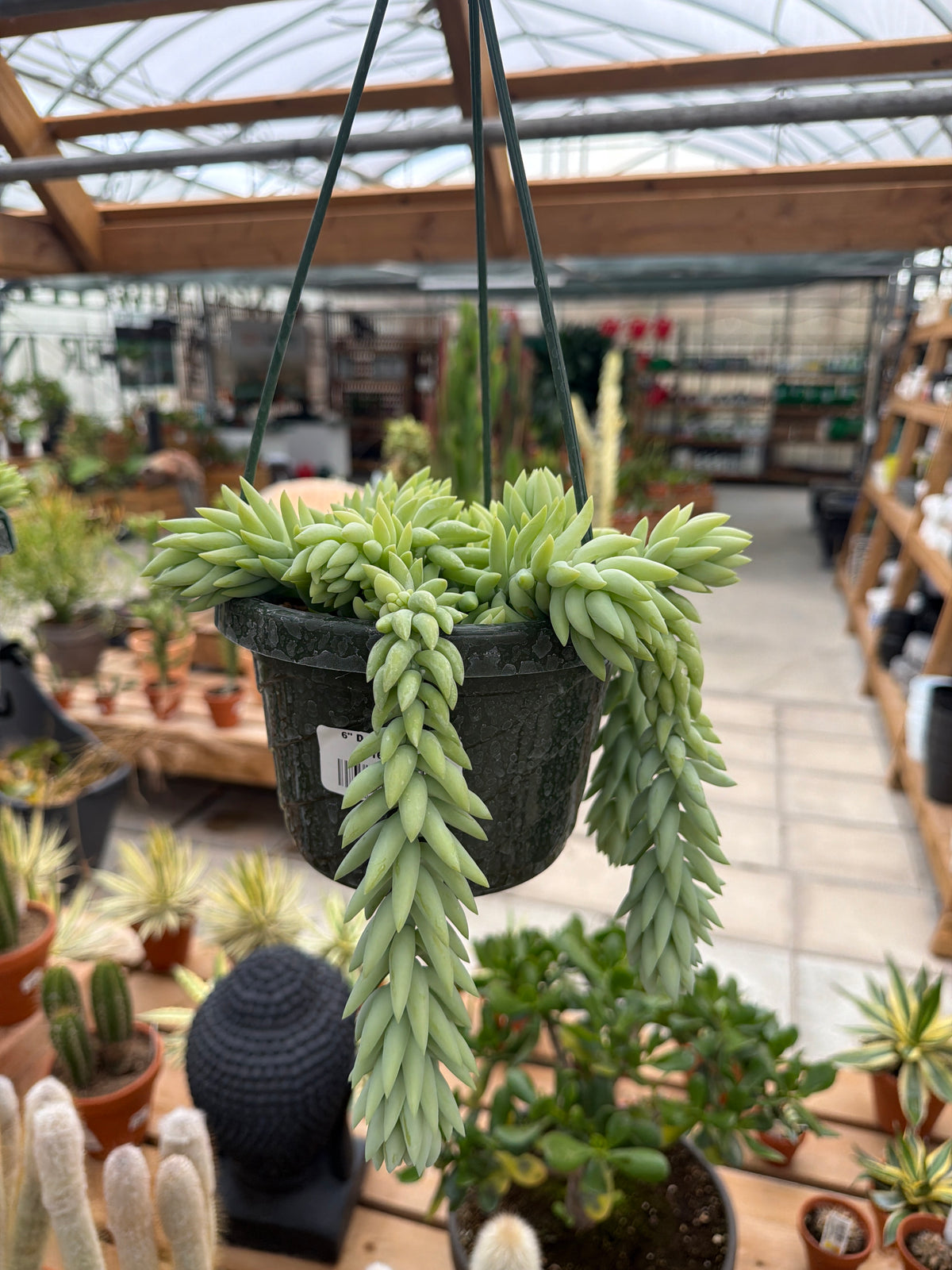 Donkey Tail (5” HB, local pick up only)