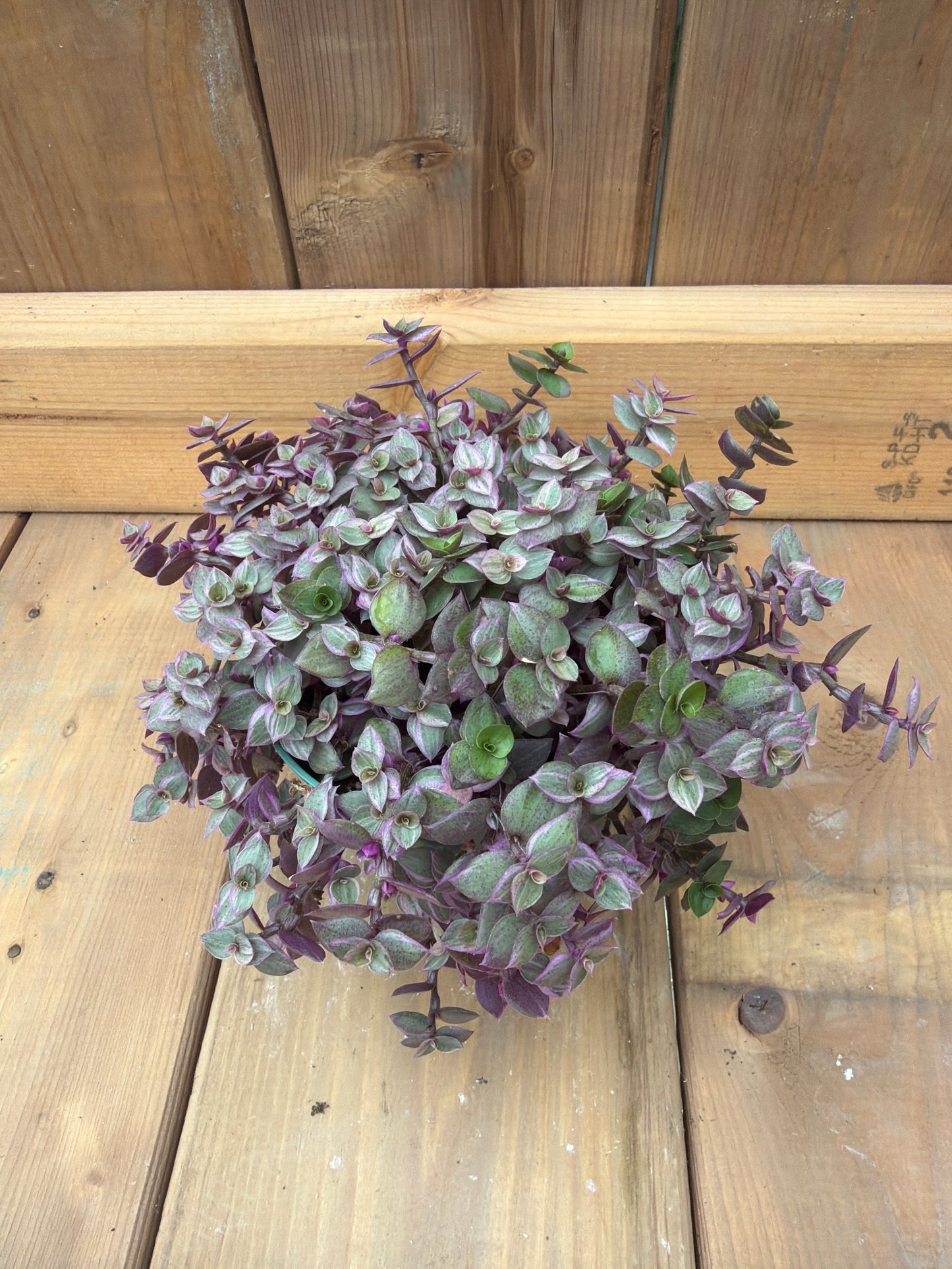 4.5” Callisia repens 'Pink Lady'