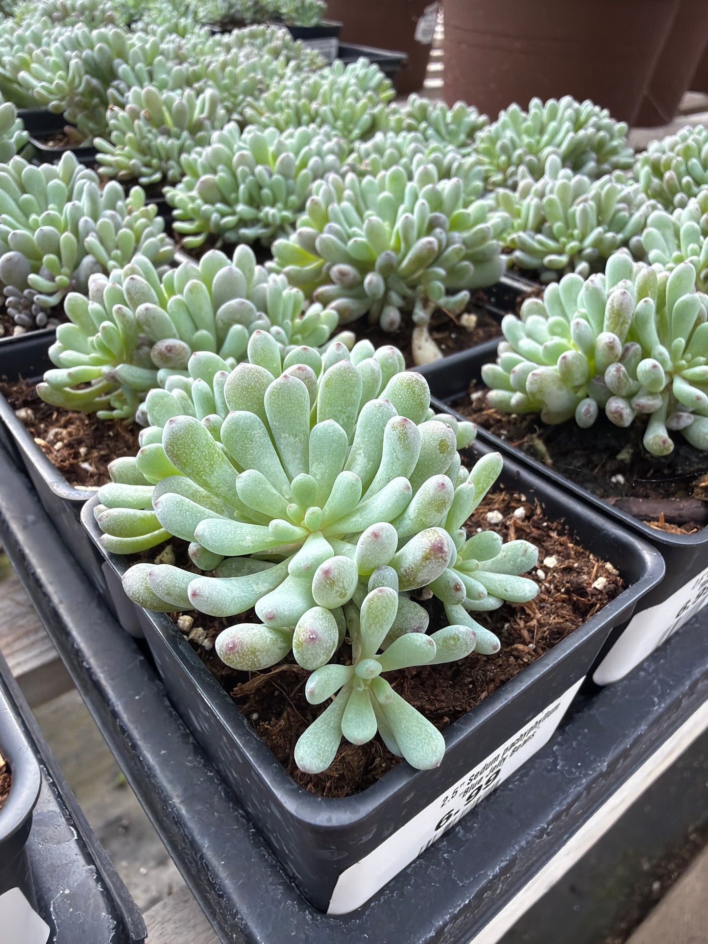 2.5" Sedum pachyphyllum "Blue Jelly Beans'