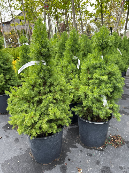 Dwarf Alberta Spruce 3 gal 2’