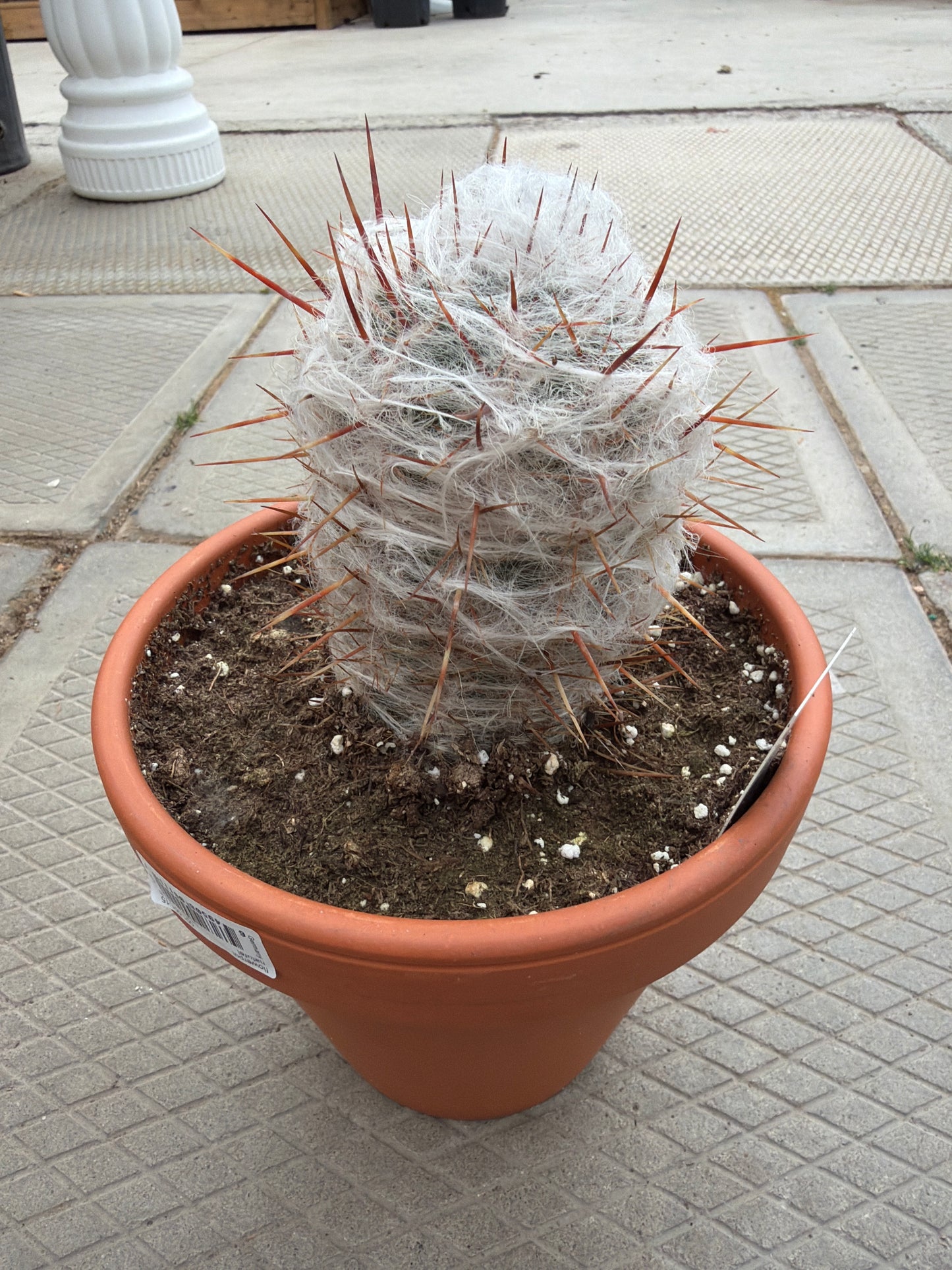 6" Old Man of the Andes Cactus