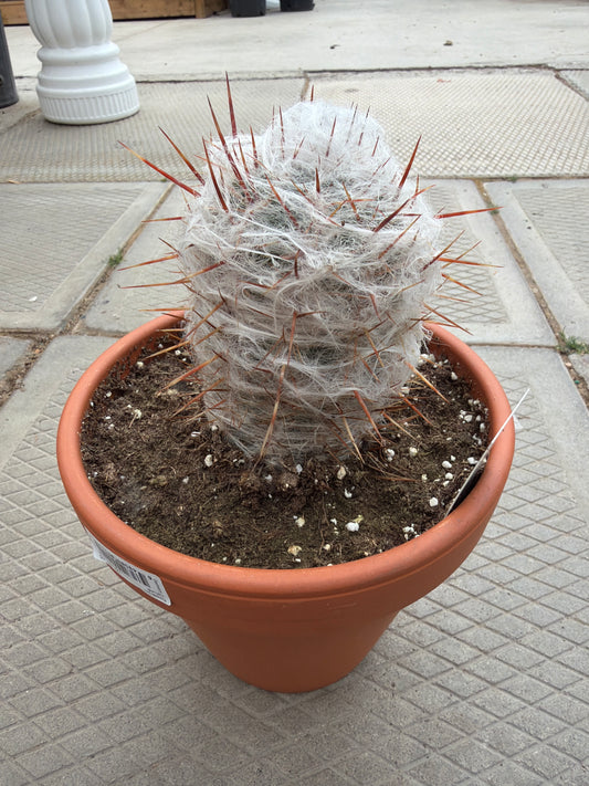 6" Old Man of the Andes Cactus