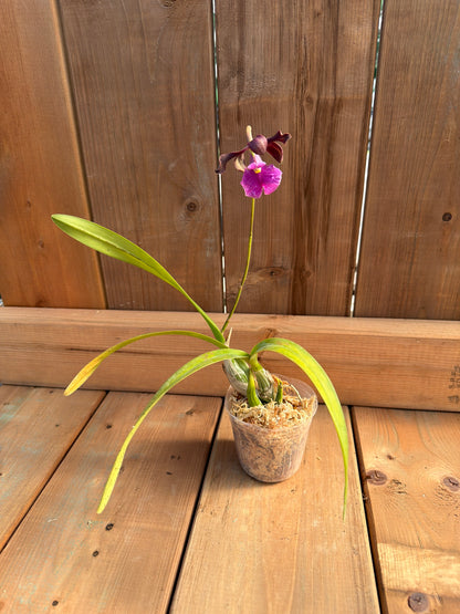 3" Encyclia Rioclarense