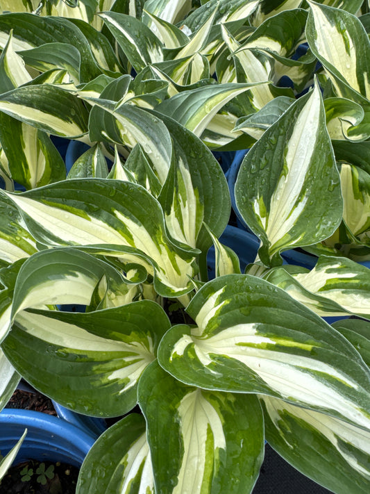Hosta FIRE AND ICE (C) 1gal