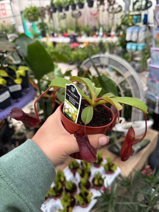 3.25" Asian Pitcher Plant