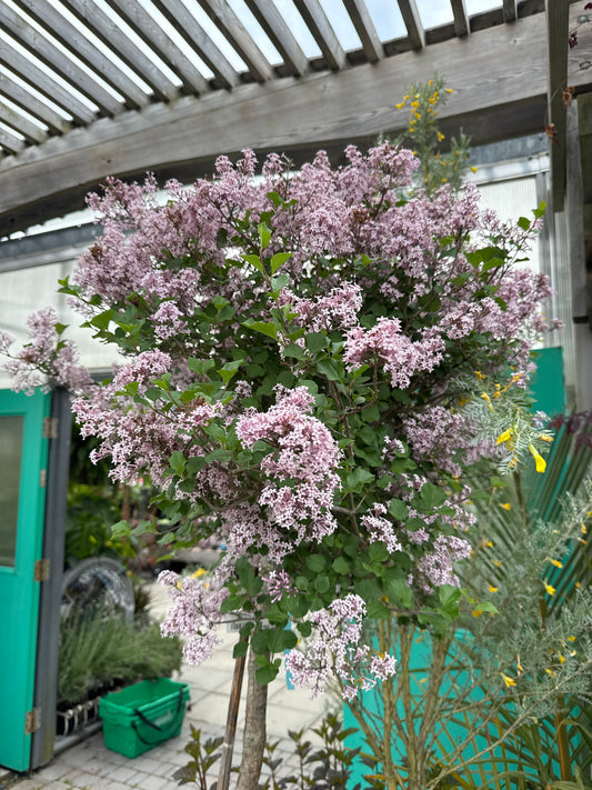 Korean Lilac std