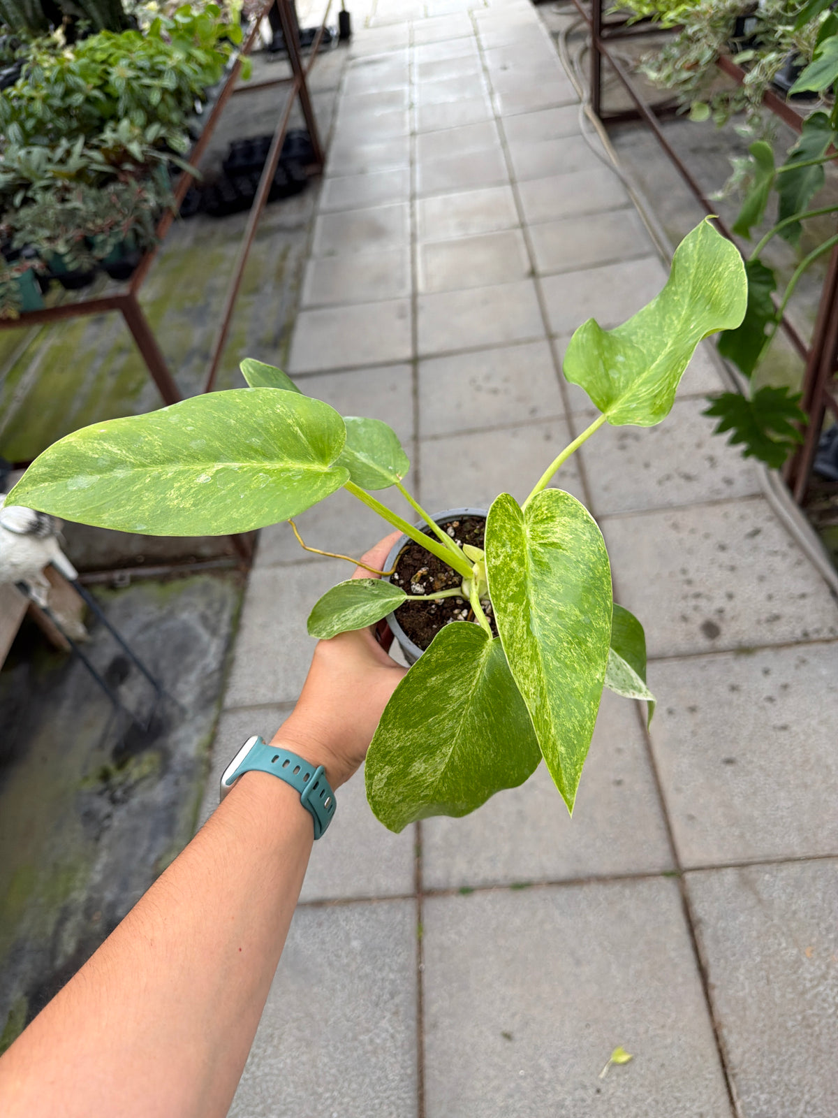 4" Philo. Giganteum Blizzard Var