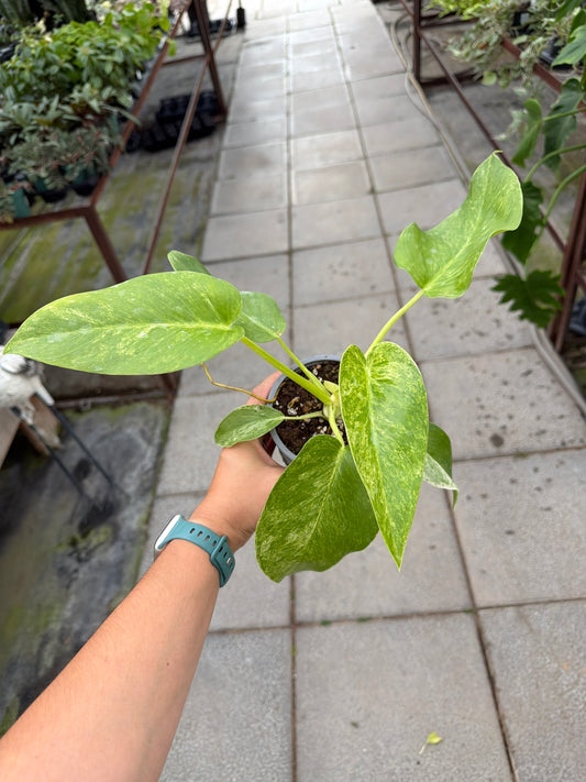 4" Philo. Giganteum Blizzard Var