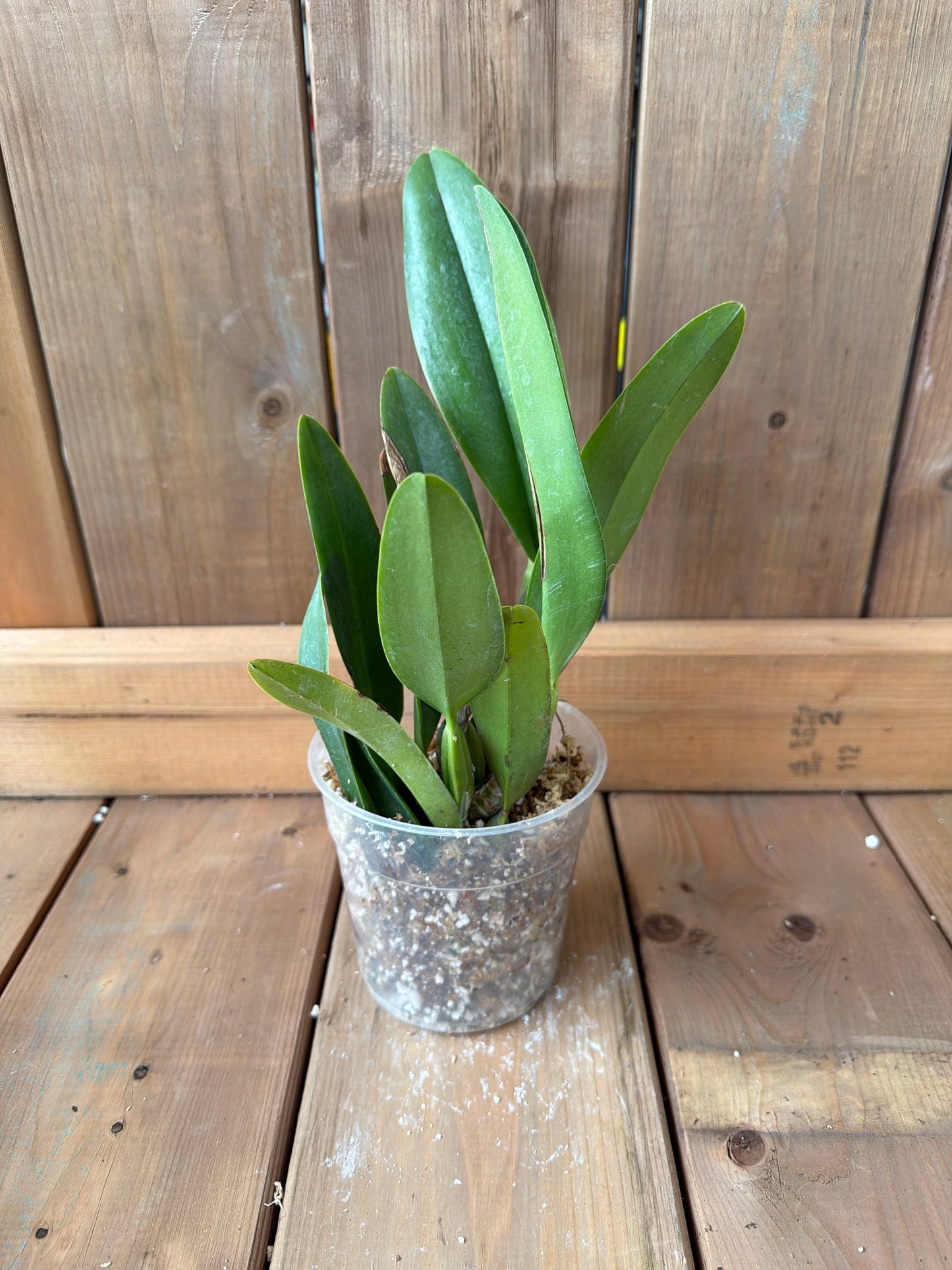 4.5" Laeliocattleya El Ranchito