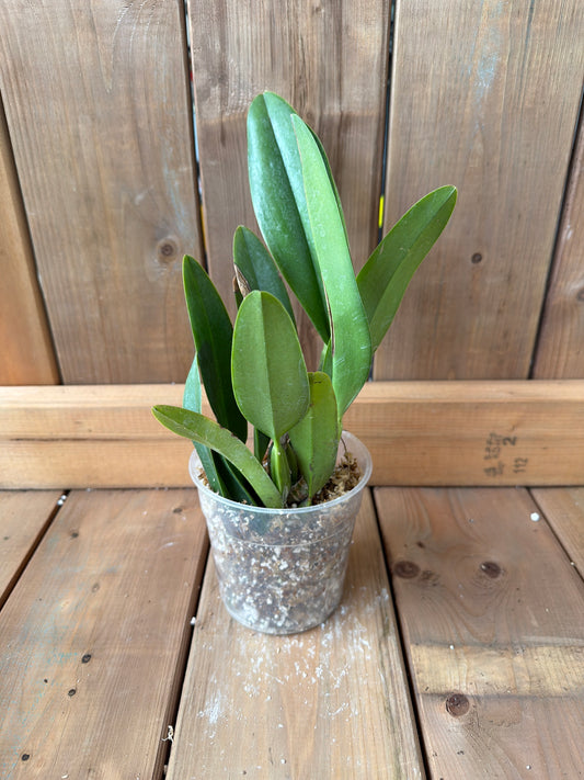 4.5" Laeliocattleya El Ranchito