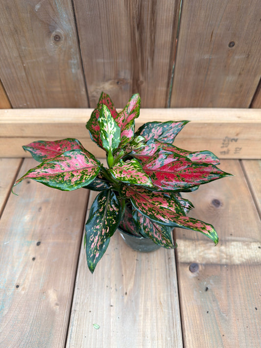 4" Aglaonema 'Black Maroon'