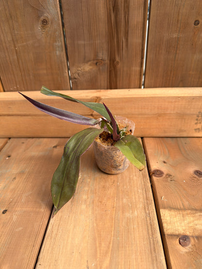 Dendrobium pseudolamellatum