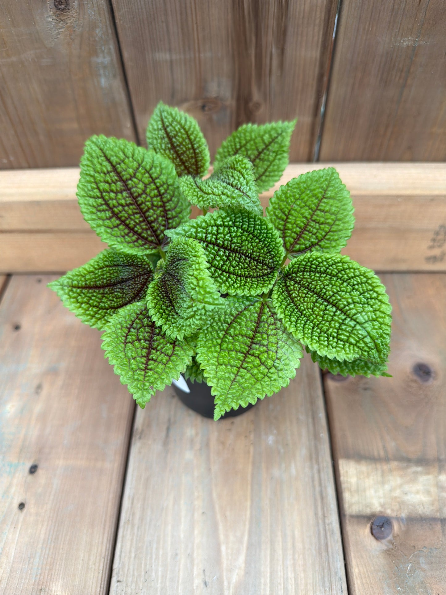 4" Pilea Moon Valley