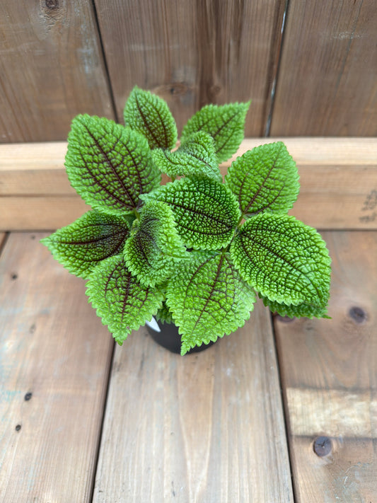 4" Pilea Moon Valley