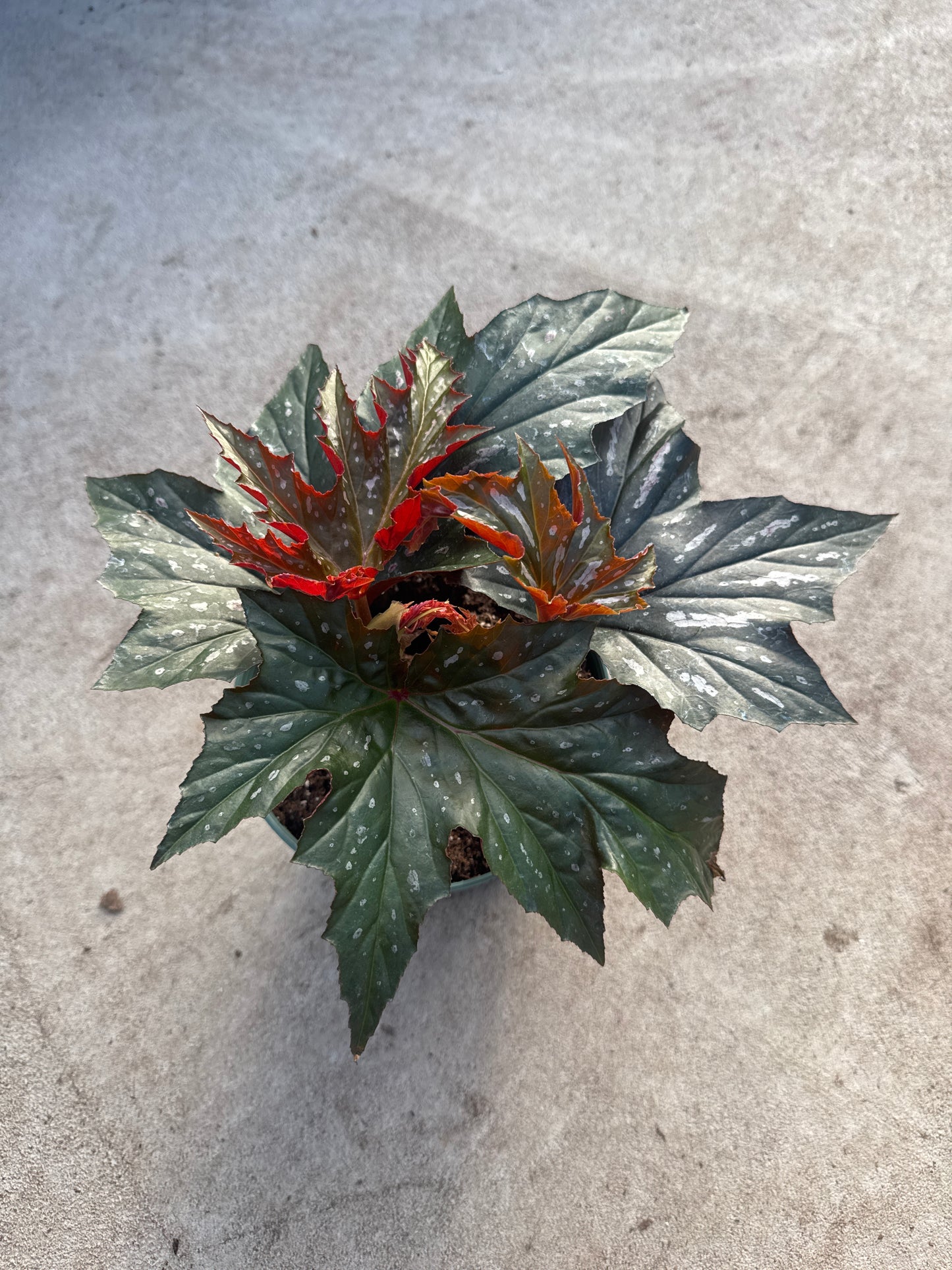 6” Angel Wing Begonia