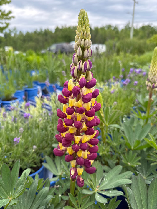 Lupinus 'Manhattan Lights' 1gal