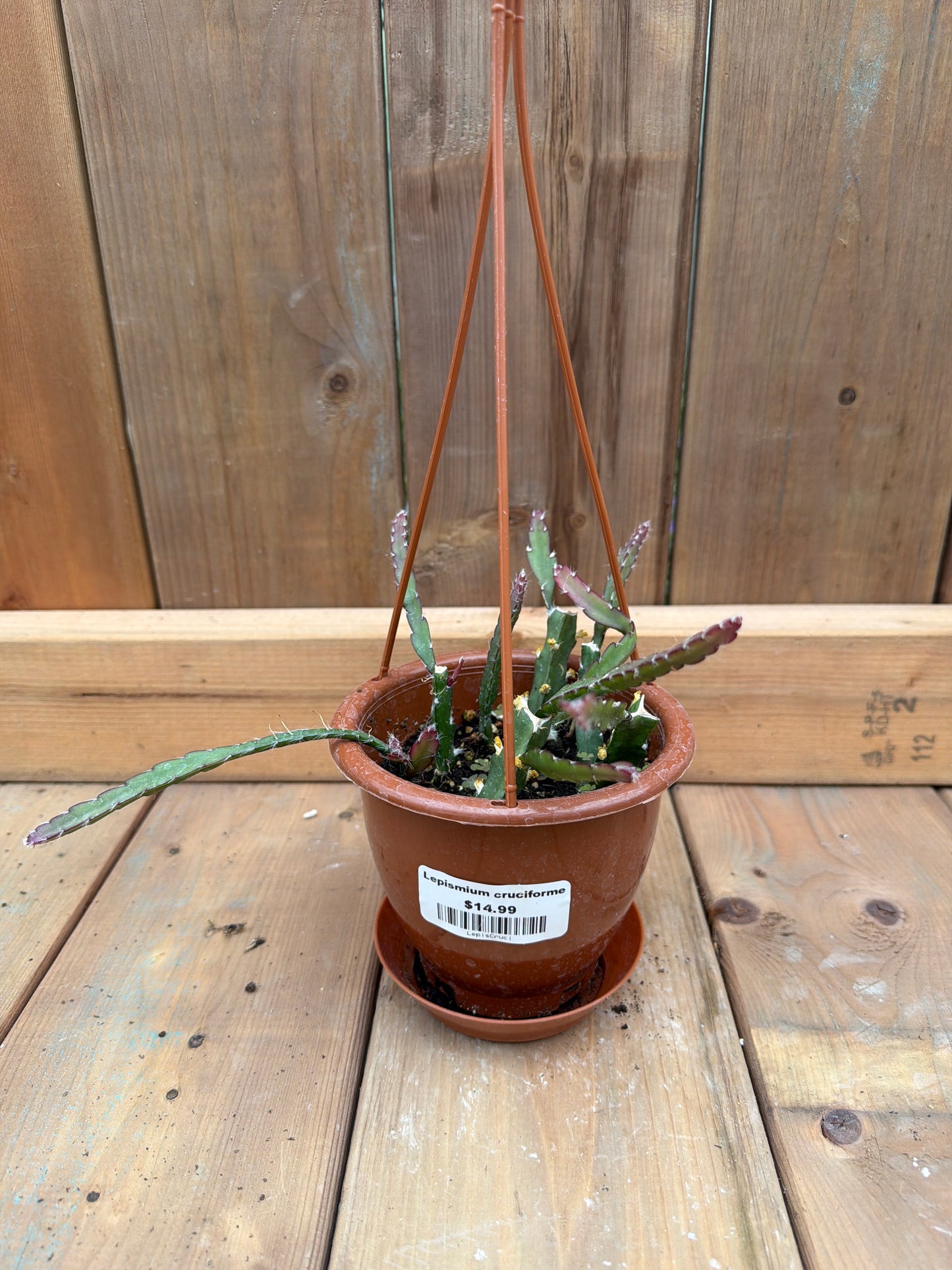 4" HB Lepismium cruciforme