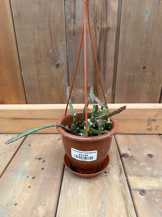 4" HB Lepismium cruciforme