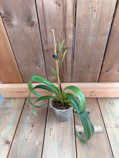 4.5" Phragmipedium Hibrido 'Pat Ramsay'