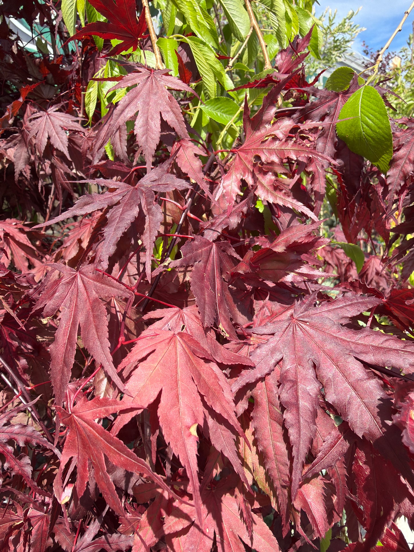 Japanese Maple Purple Ghost 10gal