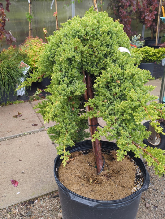 Dwarf Japanese Garden Juniper STD
