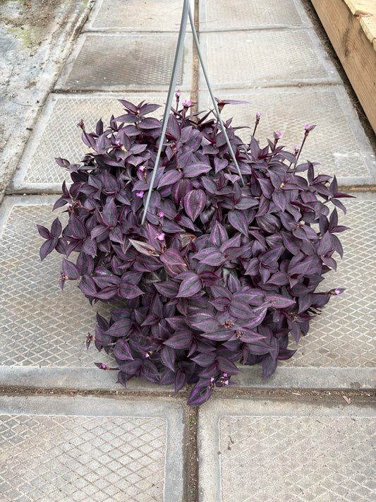 10" HB Tradescantia