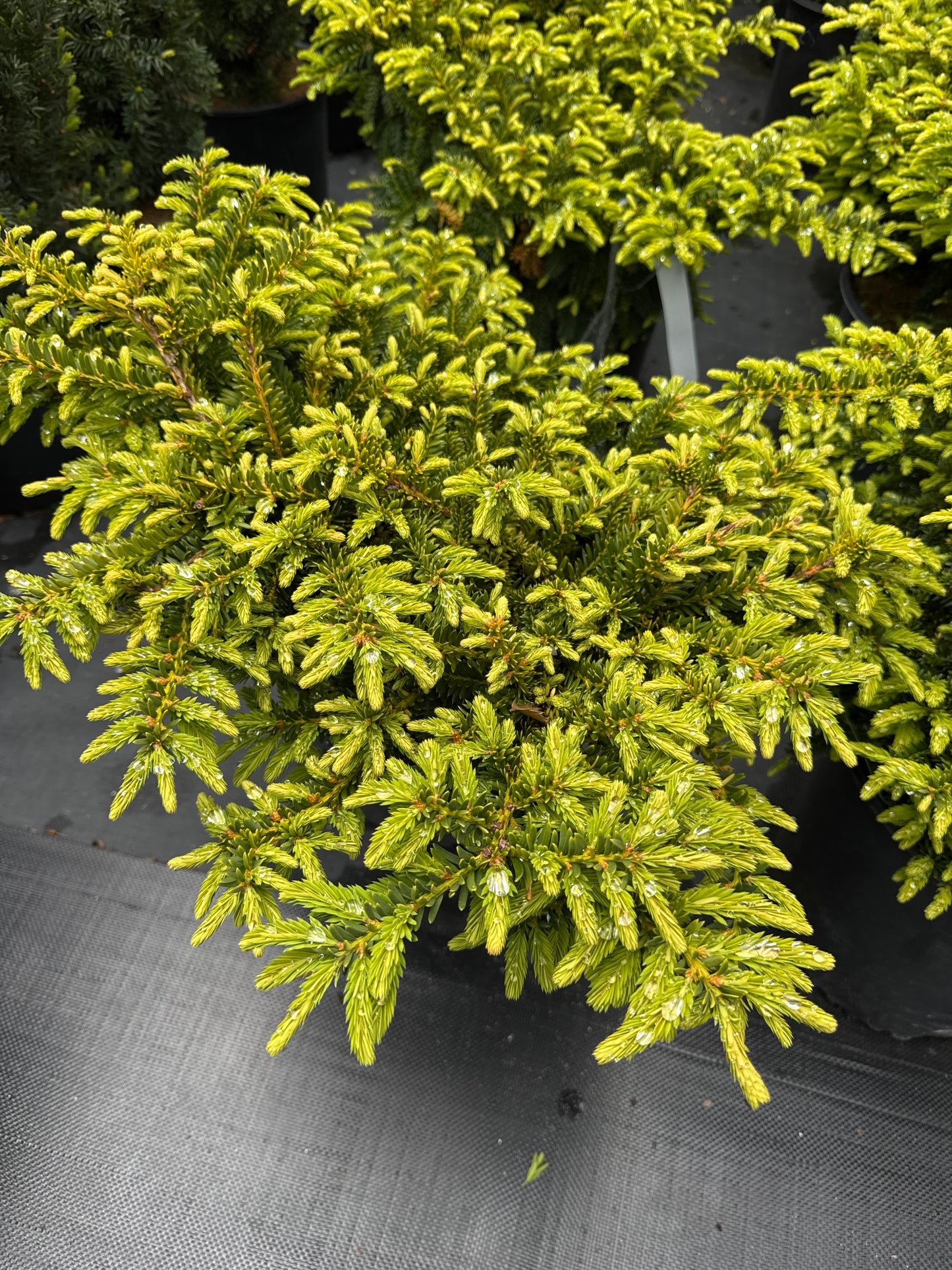 Emerald Spreader Japanese Yew 3gal