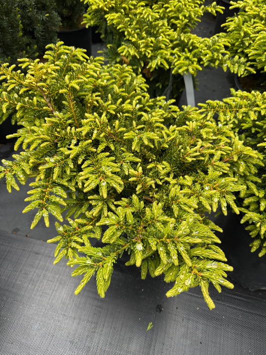Emerald Spreader Japanese Yew 3gal