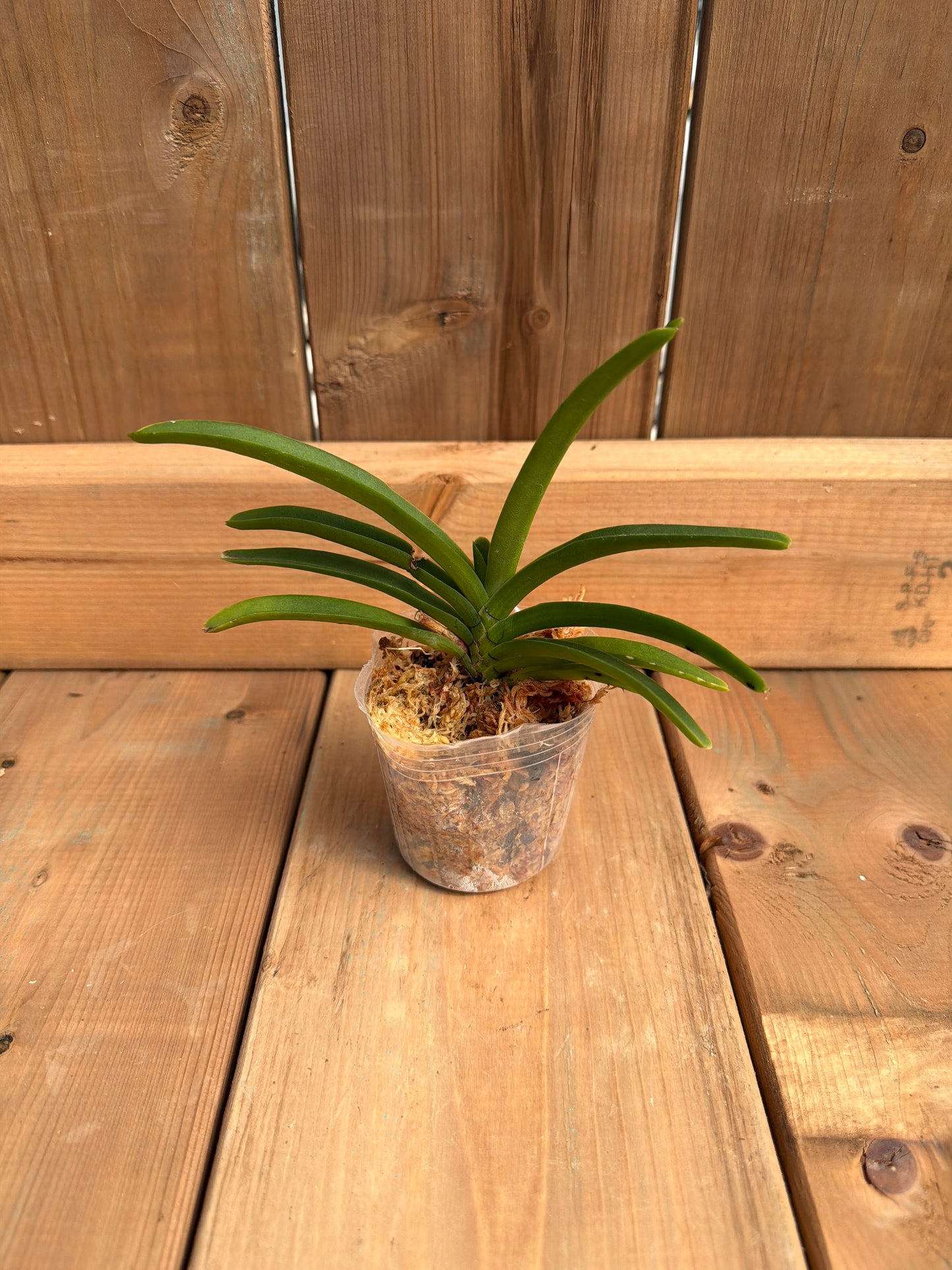 3" Holcostylis Ms Sunlight