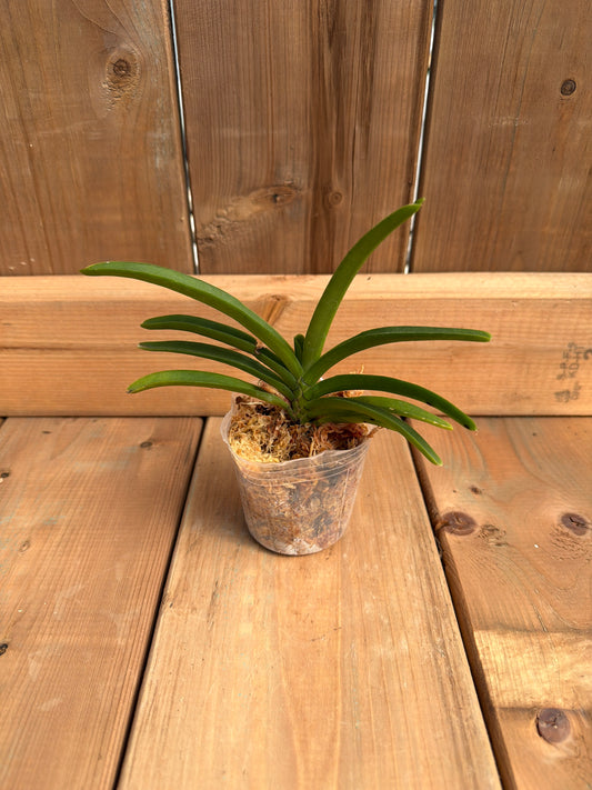 3" Holcostylis Ms Sunlight