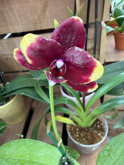 3" Phal GW Green World 'GW' x Phal Chang Xian 'Golden Star'