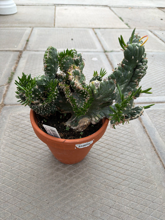6" Crested Eve's Needle Cactus