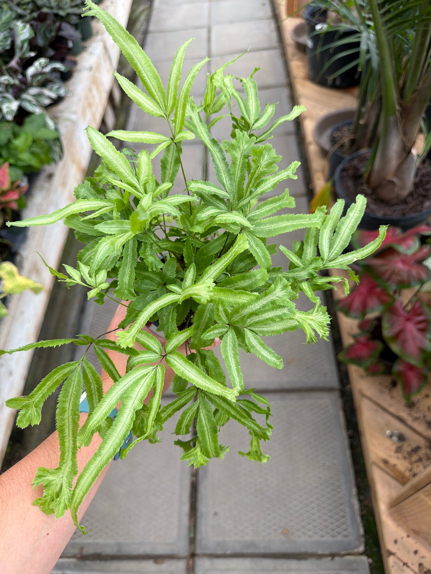3.5" Mayii Fern