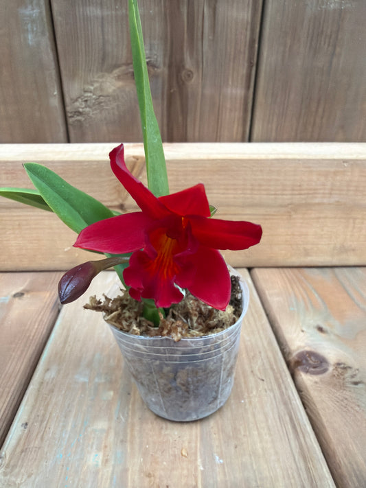 3" Catt. Little Hazel 'M' (Ctt. Hazel Boy x Catt. Psyche)