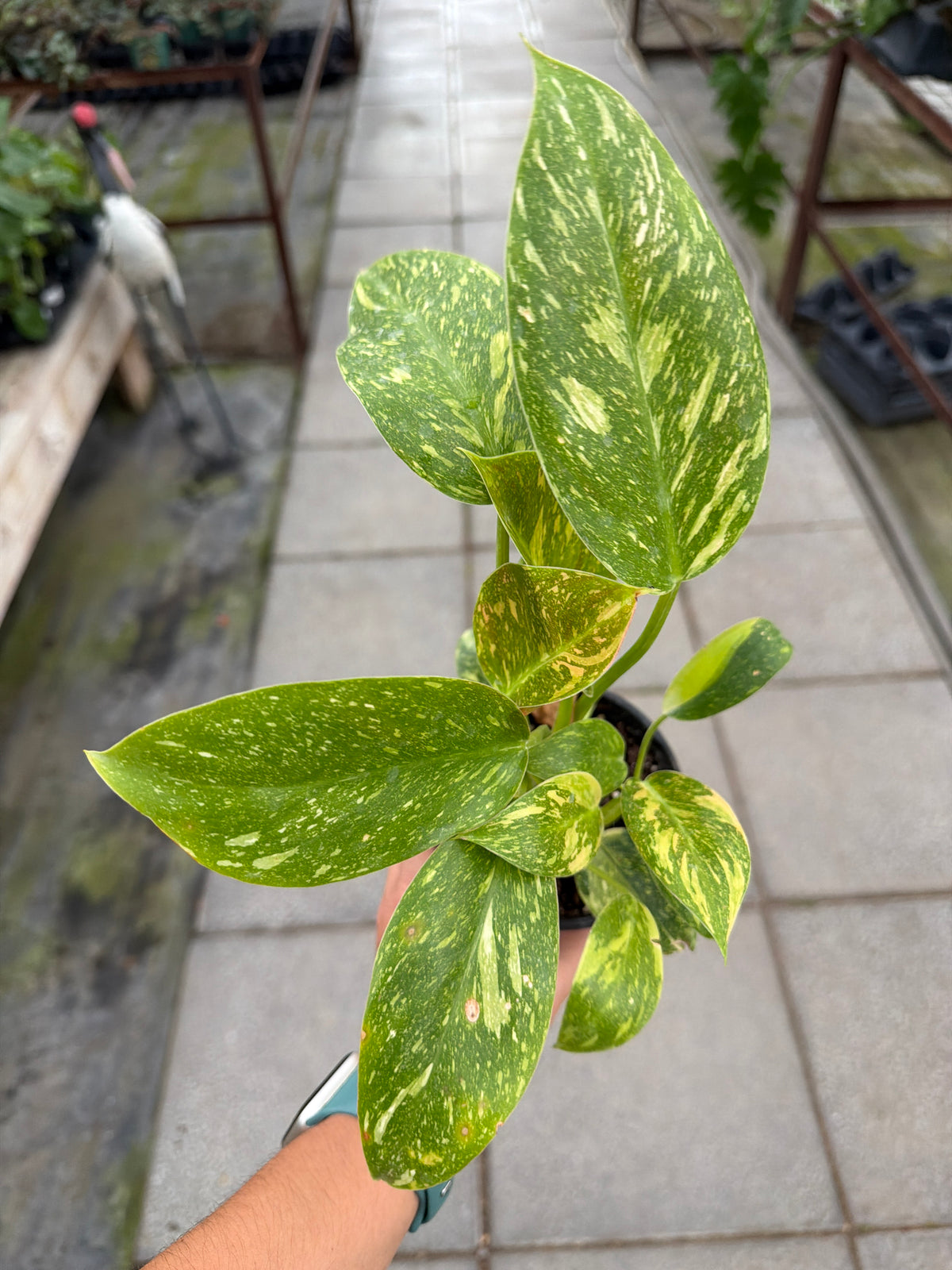 4" Philo. Green Congo Nuclear Var.
