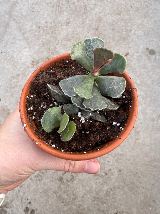 3" Adromischus cooperi
