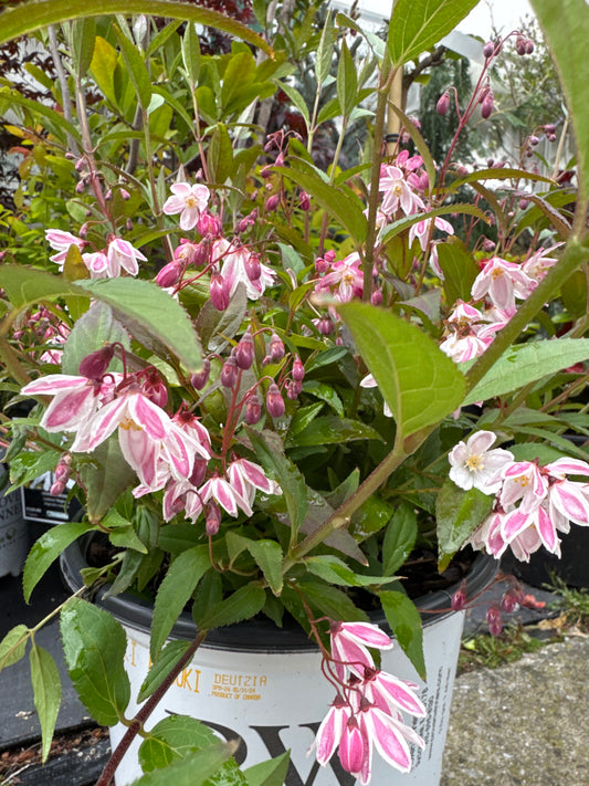Deutzia x Yuki Kabuki® 2gal