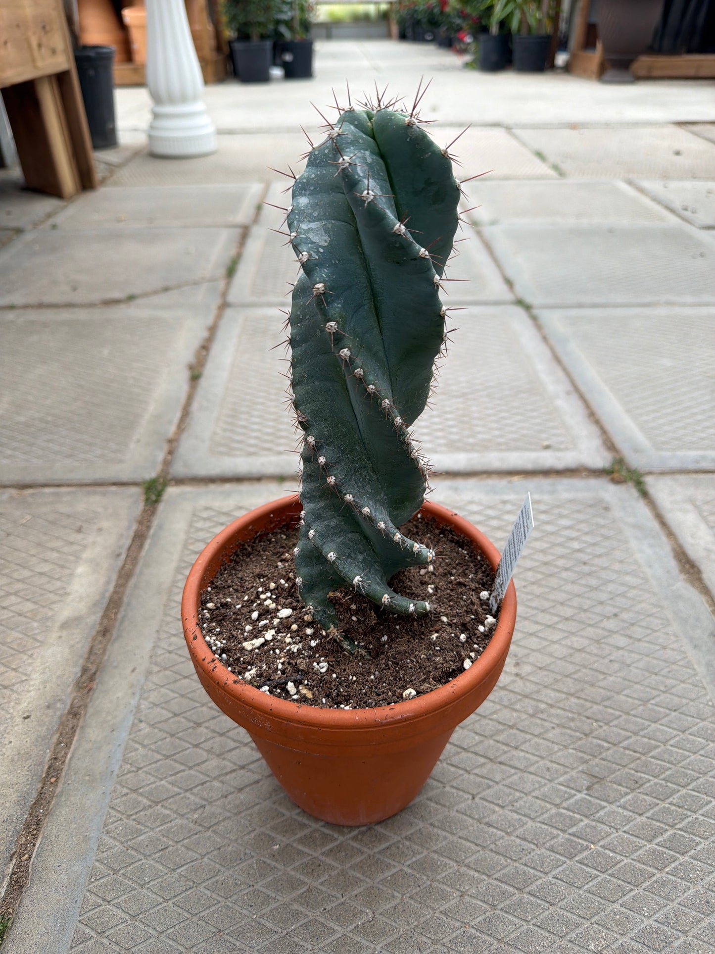 6" terracotta Spiral Cactus