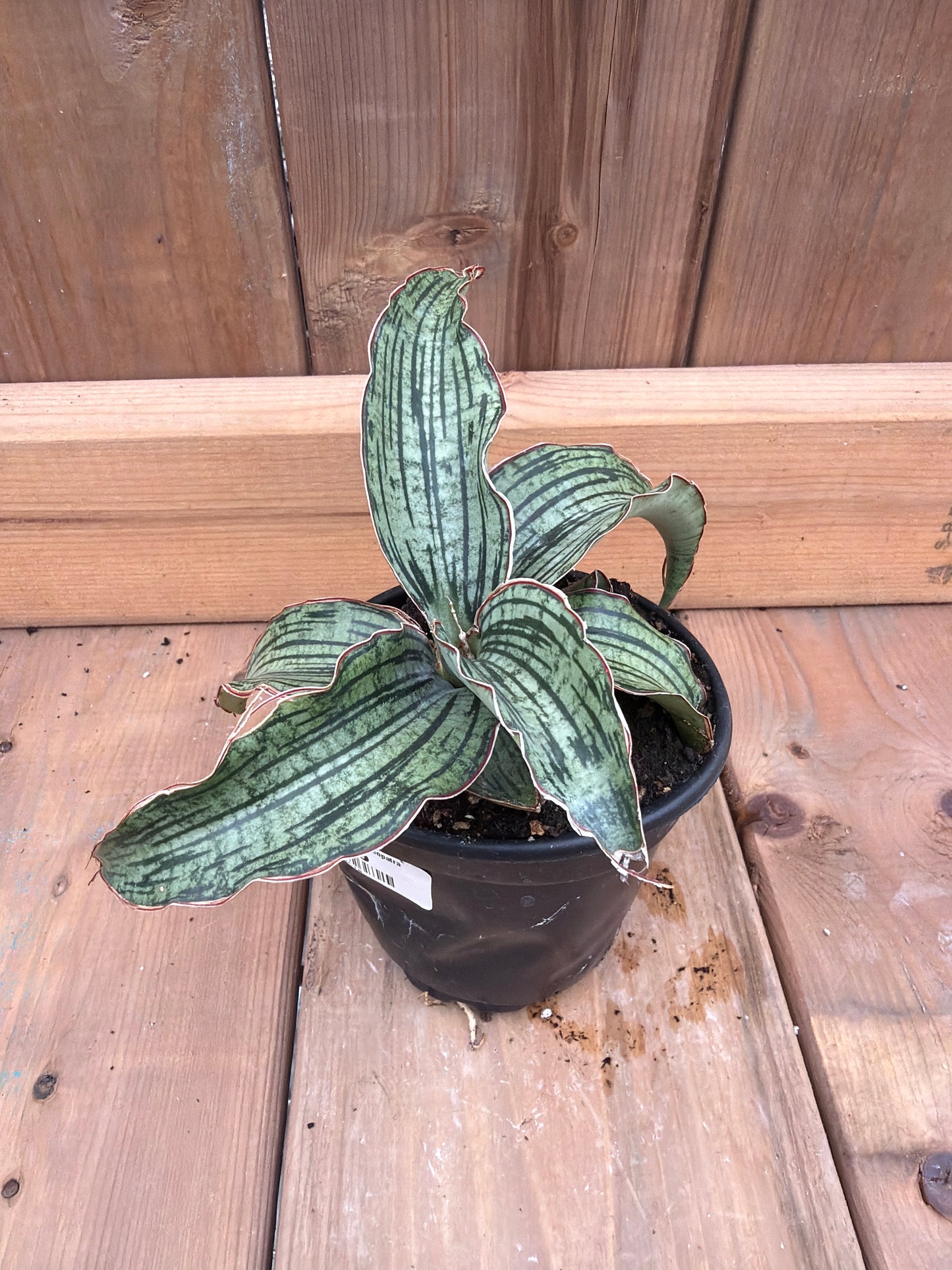4" Sansevieria Cleopatra