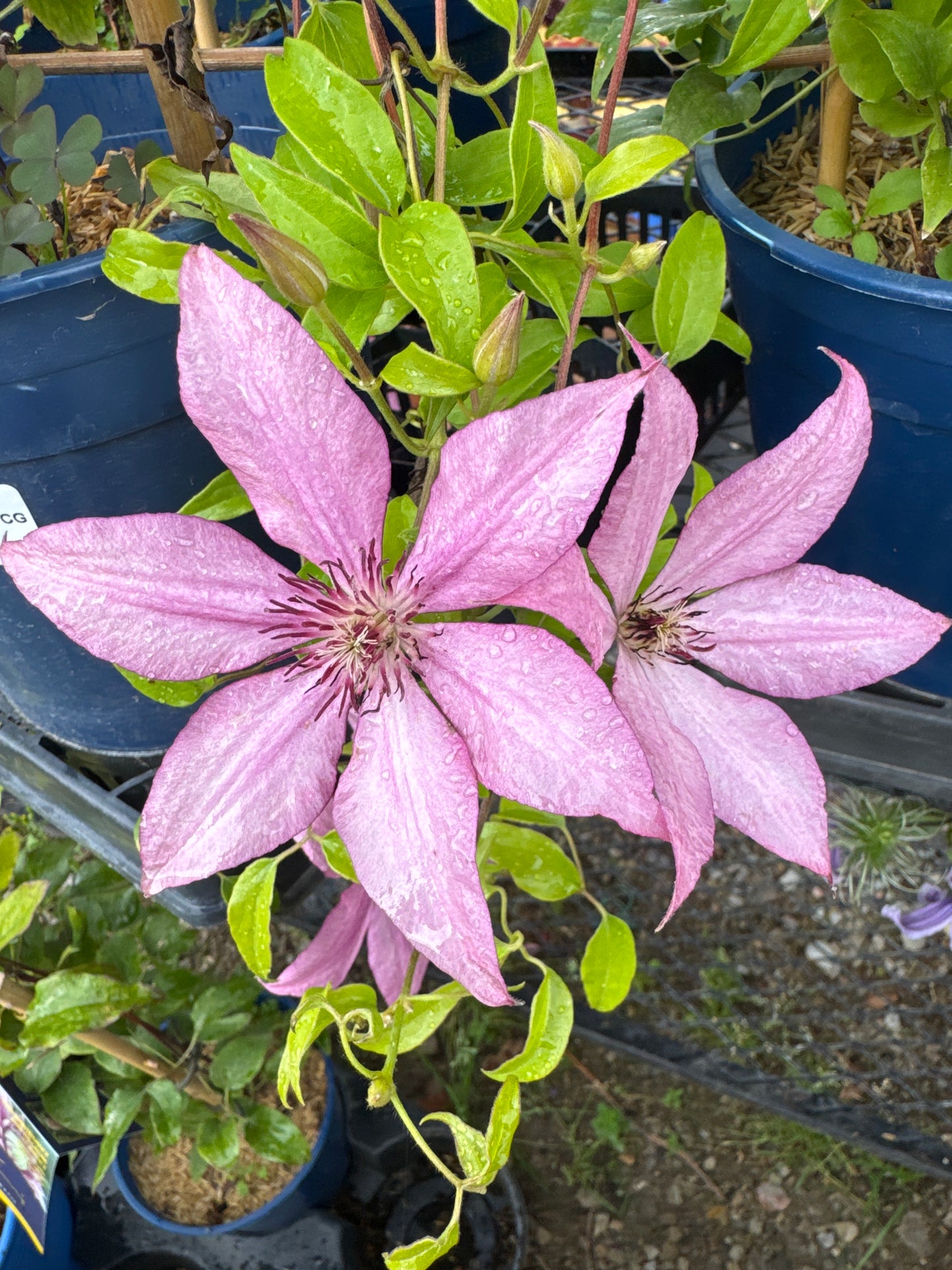 Clematis Giselle™ RE 1gal