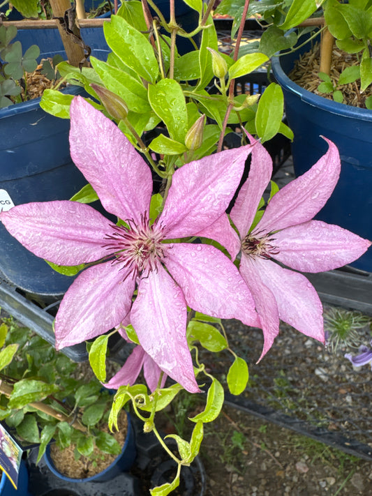 Clematis Giselle™ RE 1gal