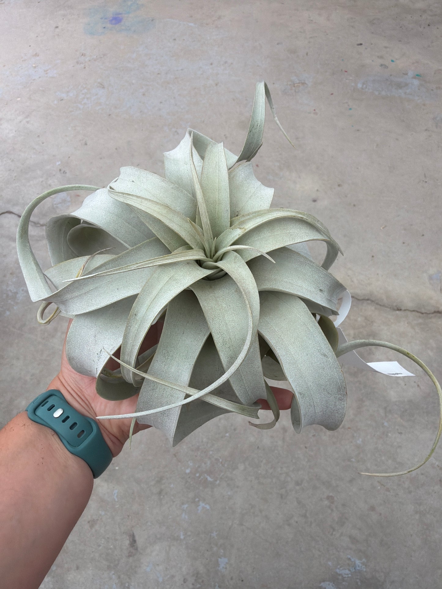 5" Tillandsia xerographica