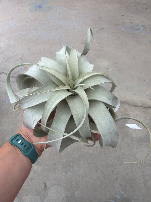 5" Tillandsia xerographica
