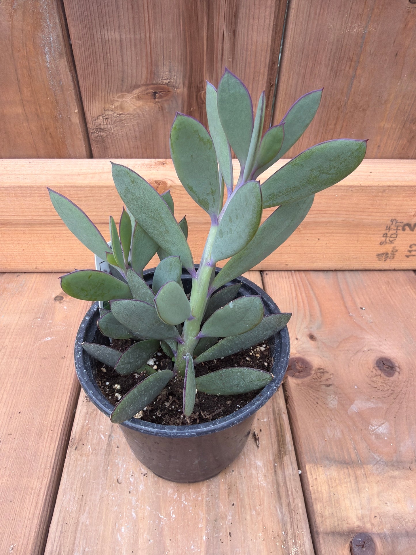 4" Senecio crassissimus