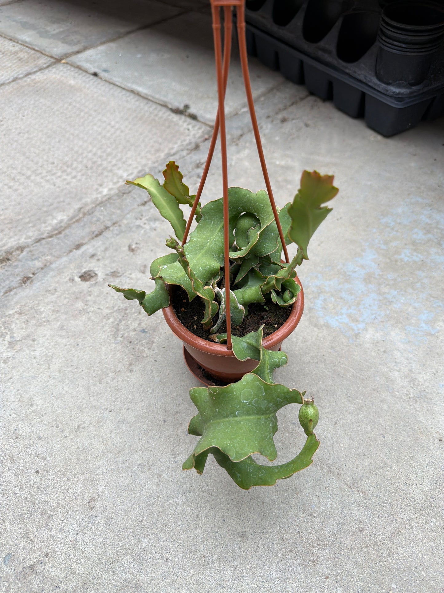4"HB Epiphyllum guatemalense monstrosa