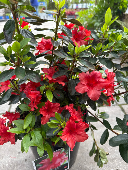 Azalea Evergreen GIRARD’S HOT SHOT 2gal