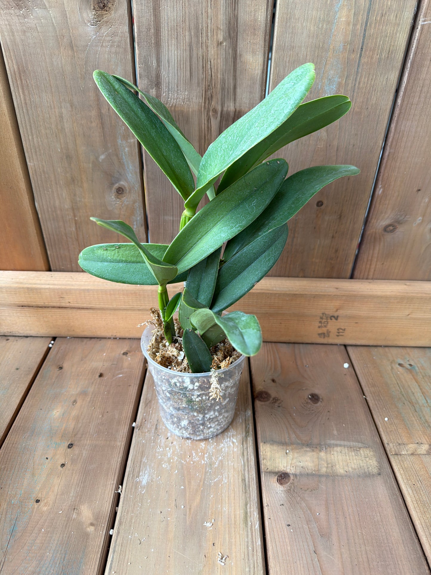 4.5" Cattleya elegans (1898)