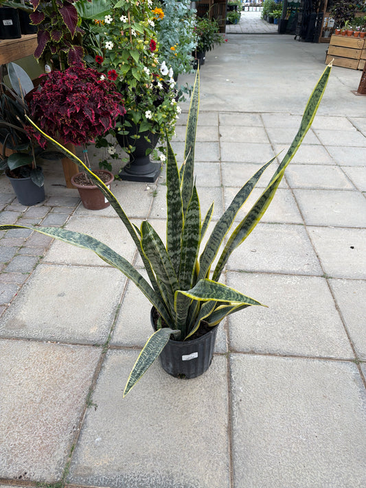 10" Sansivieria